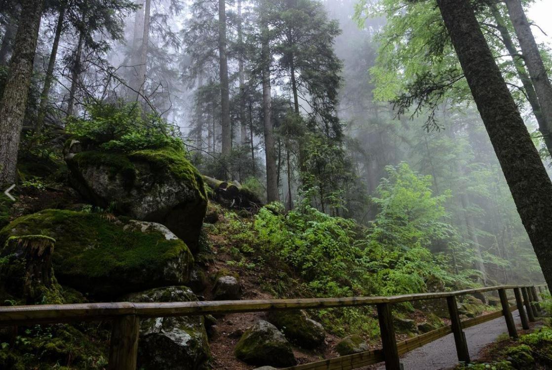Living Timeless- Black Forest Style- Schoenwald 外观 照片